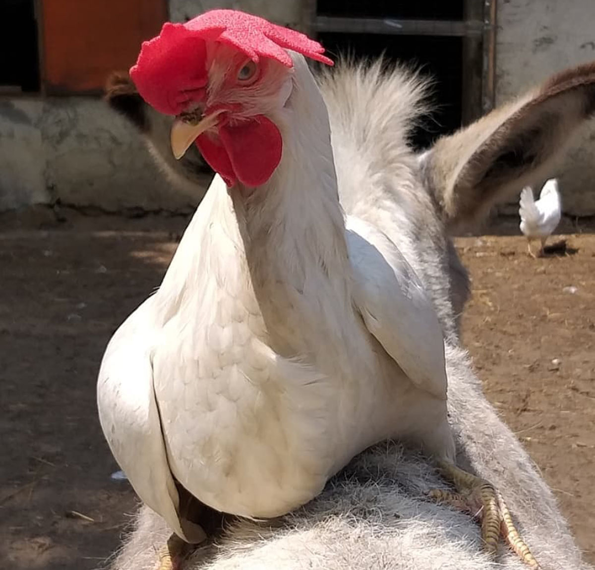 Avete mai visto una gallina in groppa ad un asinello?
